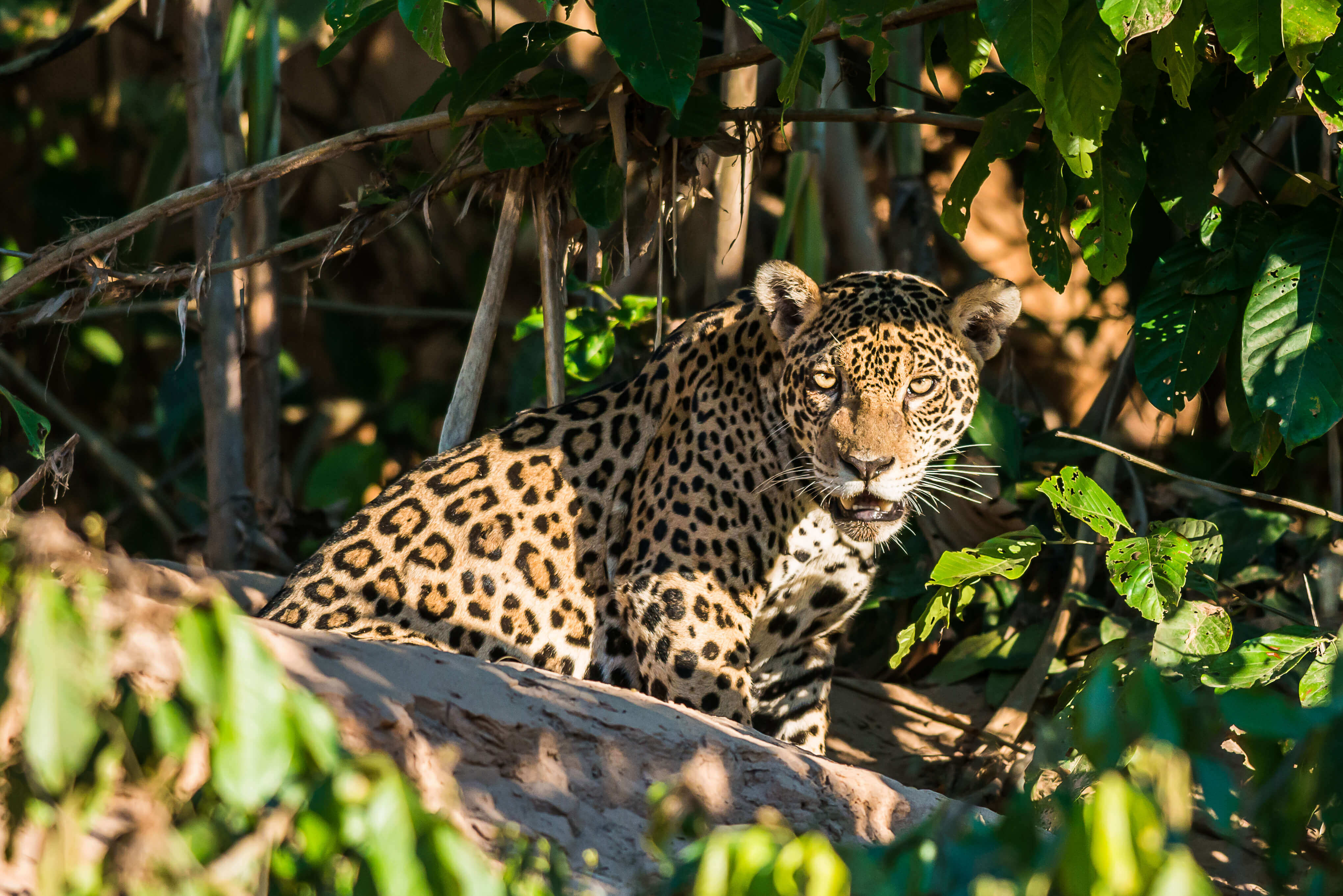 Viajes al Amazonas con los planes de ahorro sin intereses de CVU