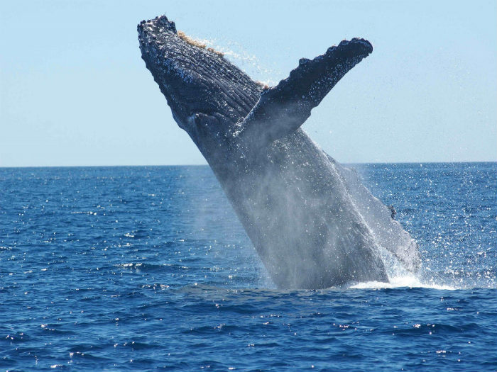 ballena-33.jpg