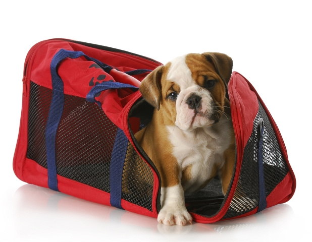 viajar-con-mascotas(1).jpg